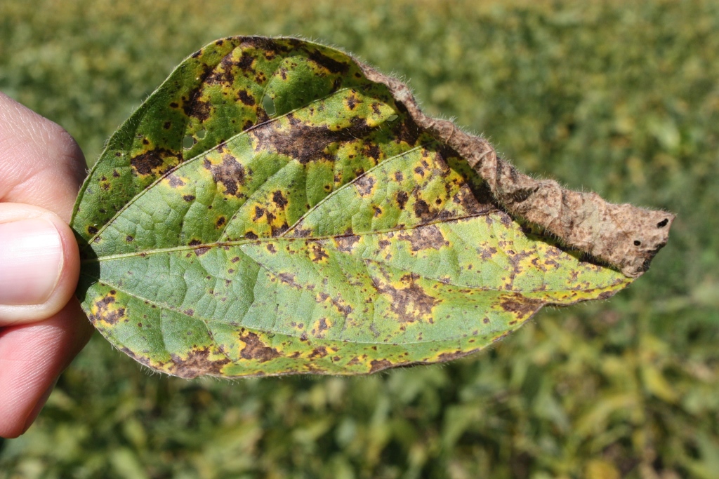 Brown spots on soybean leaf.